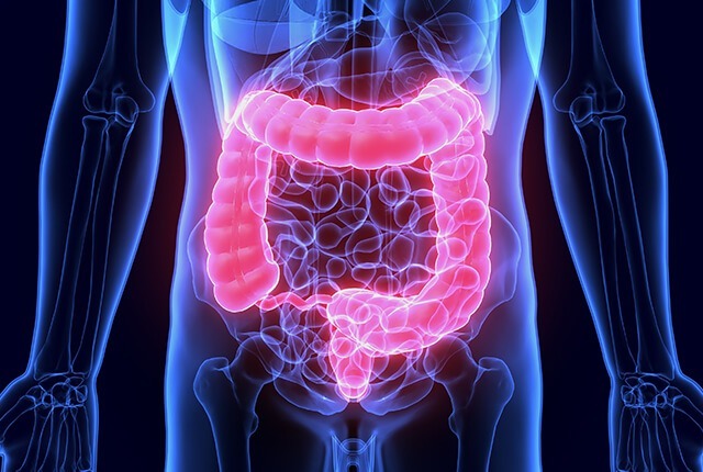 人体の大腸イメージ