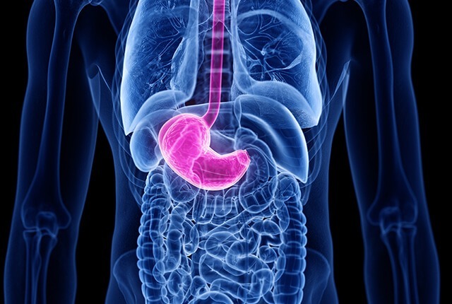 人体の胃のイメージ
